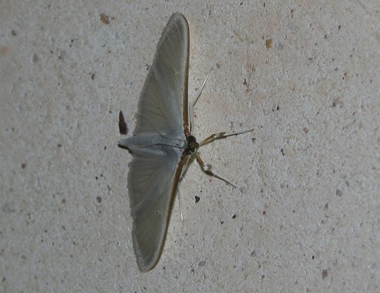 Palpita vitrealis (Crambidae)? S